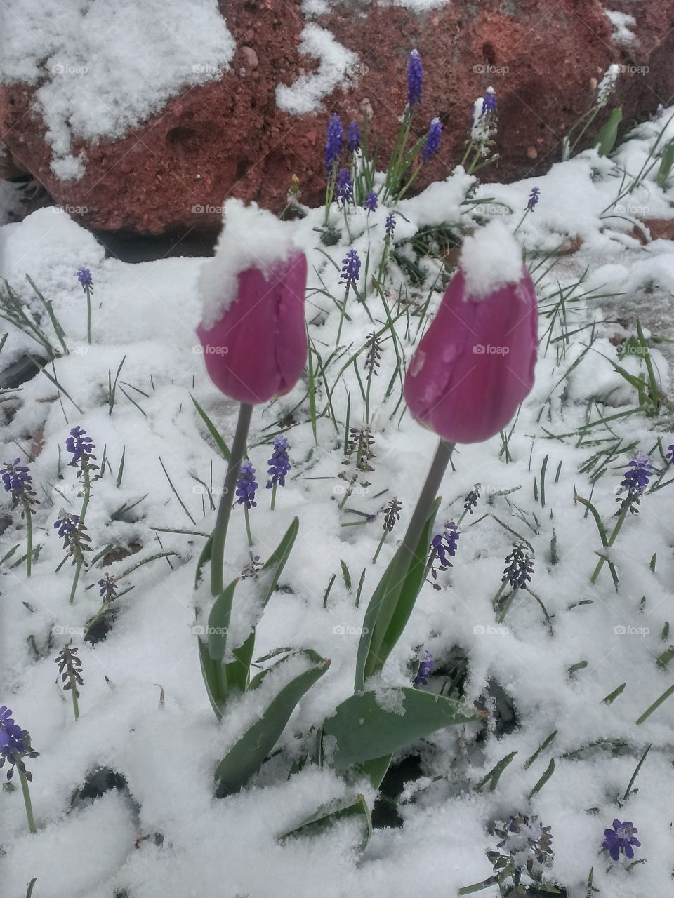 Burgundy tulips in the snow