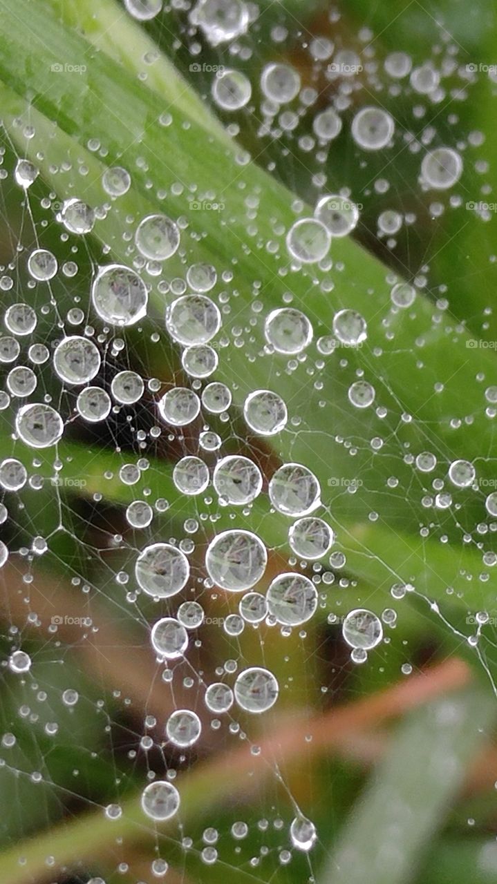 Dewey Web Reflections