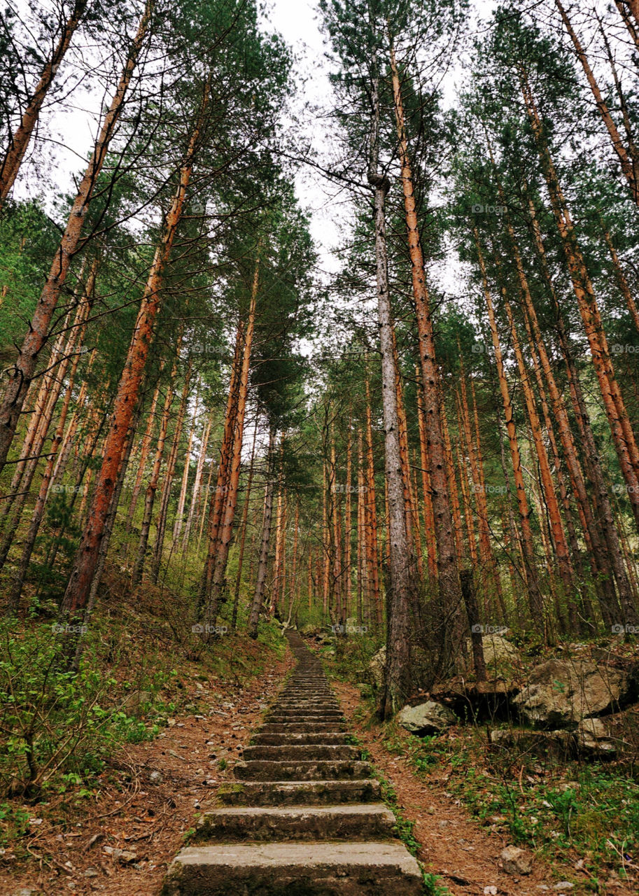 Clean air and forest