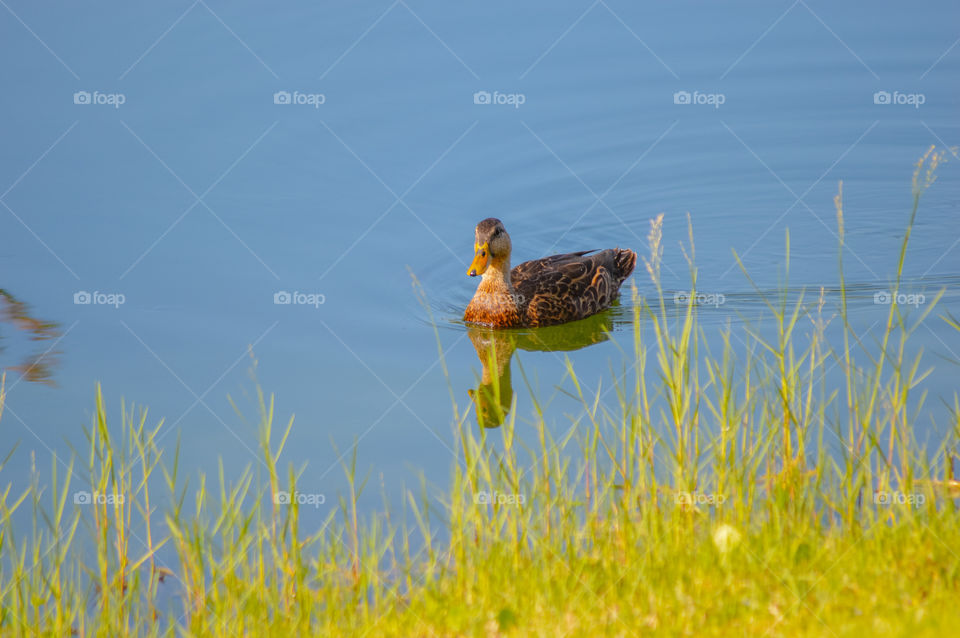 Duck swimming on the water 