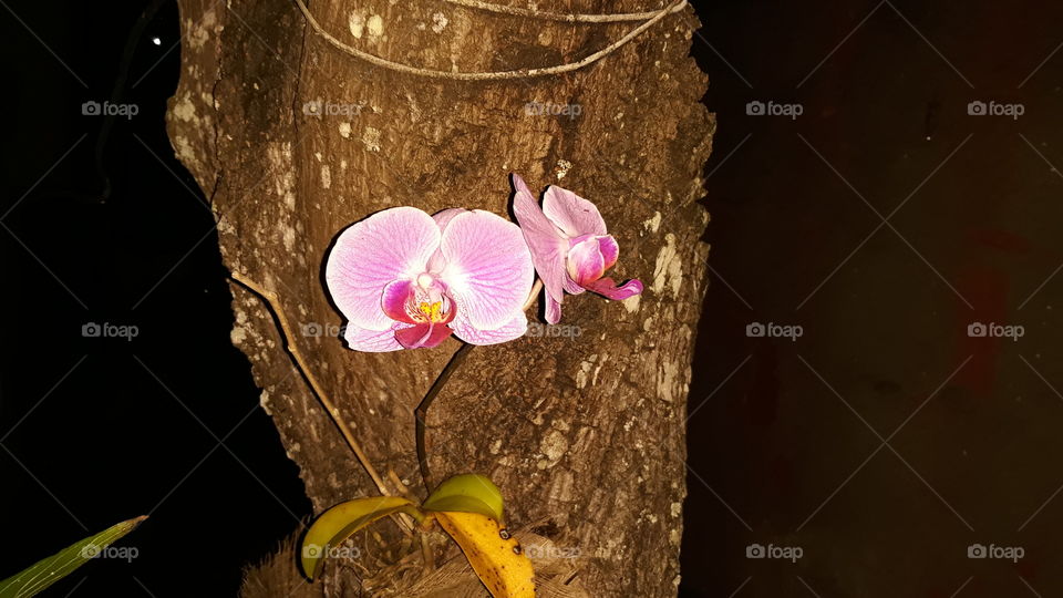 Lindas orquídeas no meu abacateiro.
Beleza pura, tanto durante o dia, quanto durante a noite. Lindas!