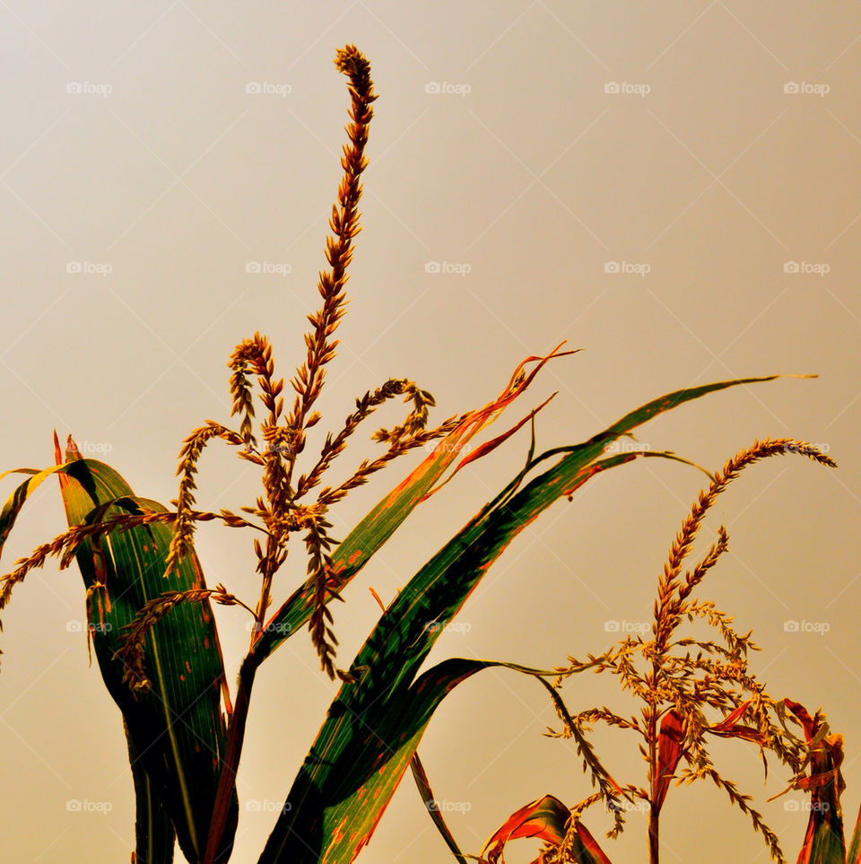 fields corn northwestern indiana field by refocusphoto