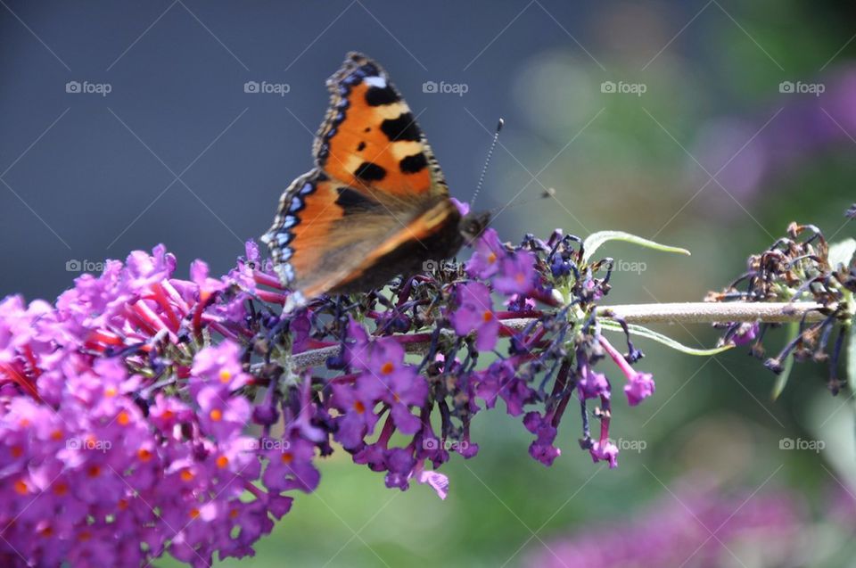 Feeding Butterfly.