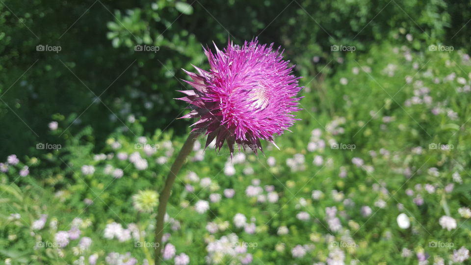Flower, Nature, Flora, Summer, Hayfield