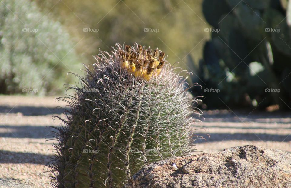 Barrel Cactus in Arizona