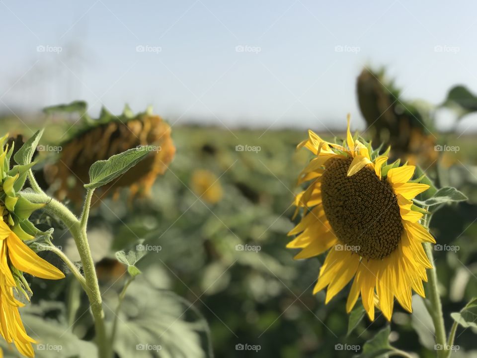 Sunflower 