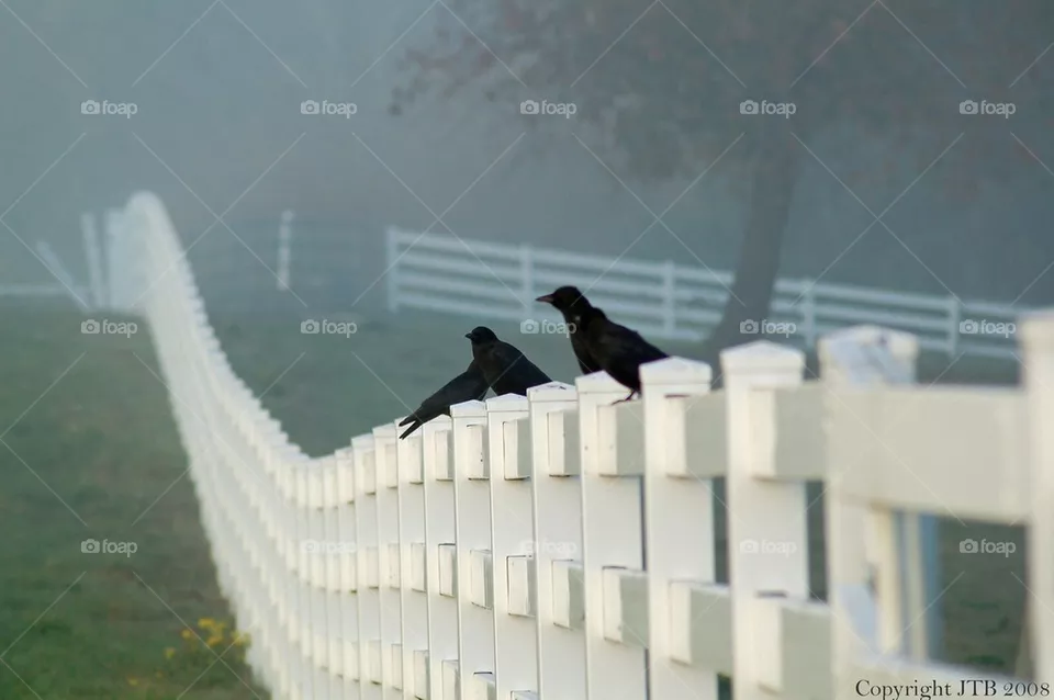Ravens