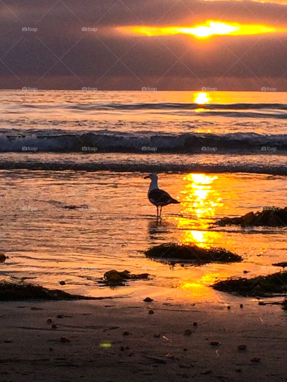 Seagull Sunset