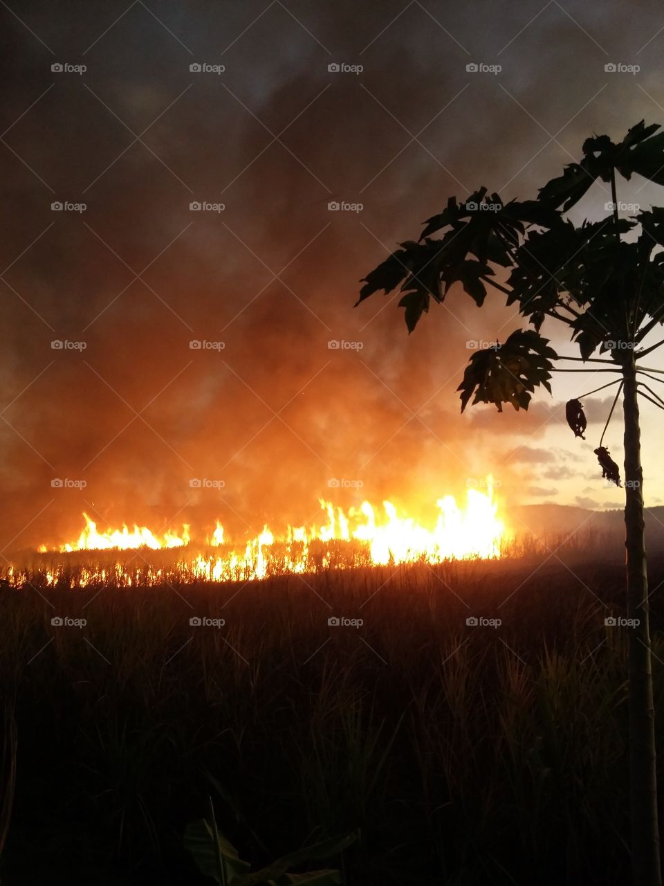 Burnt in the sugarcane field.  Ipojuca, Pernambuco, Brazil.