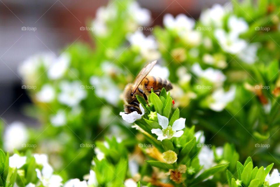 bee ape bella fiore by eliadalmasso