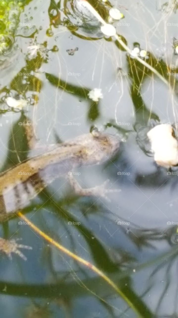 newt in pond