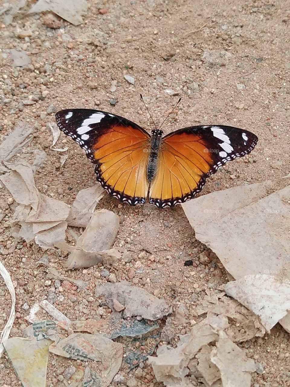 a beautiful butterfly outside a bar