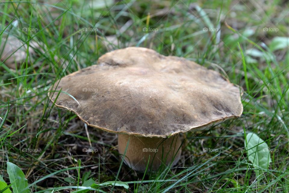 Big Mushroom