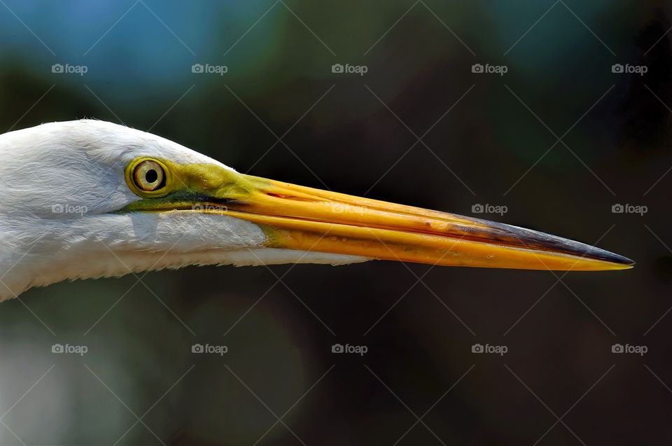 Heron portrait.