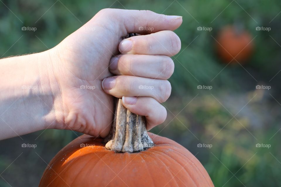 Pumpkin. Picking pumpkins at a pumpkin patch