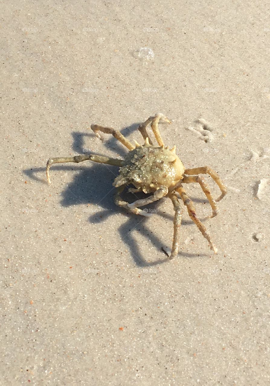 Crab on beach