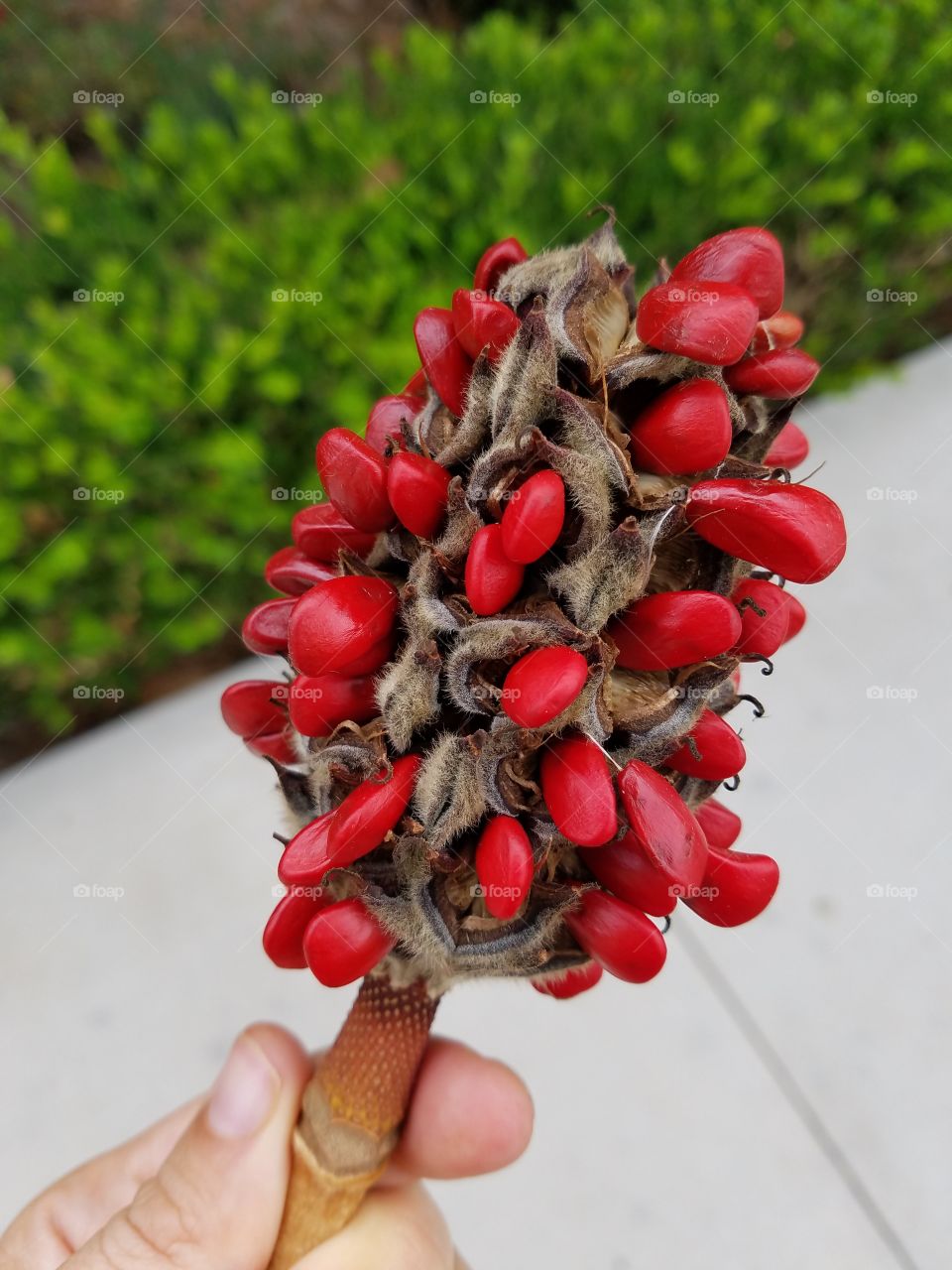 magnolia seeds