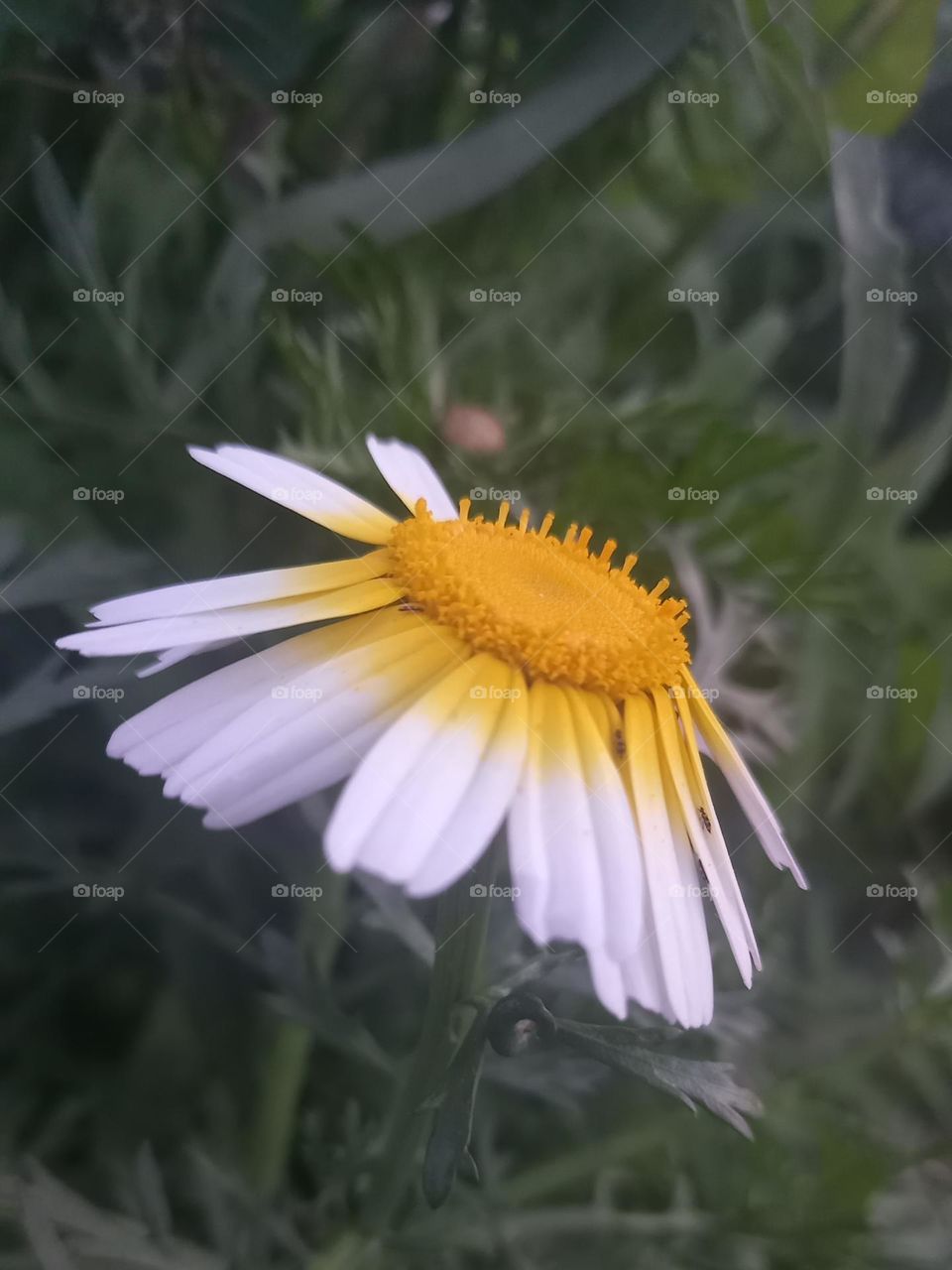 Margarita al atardecer