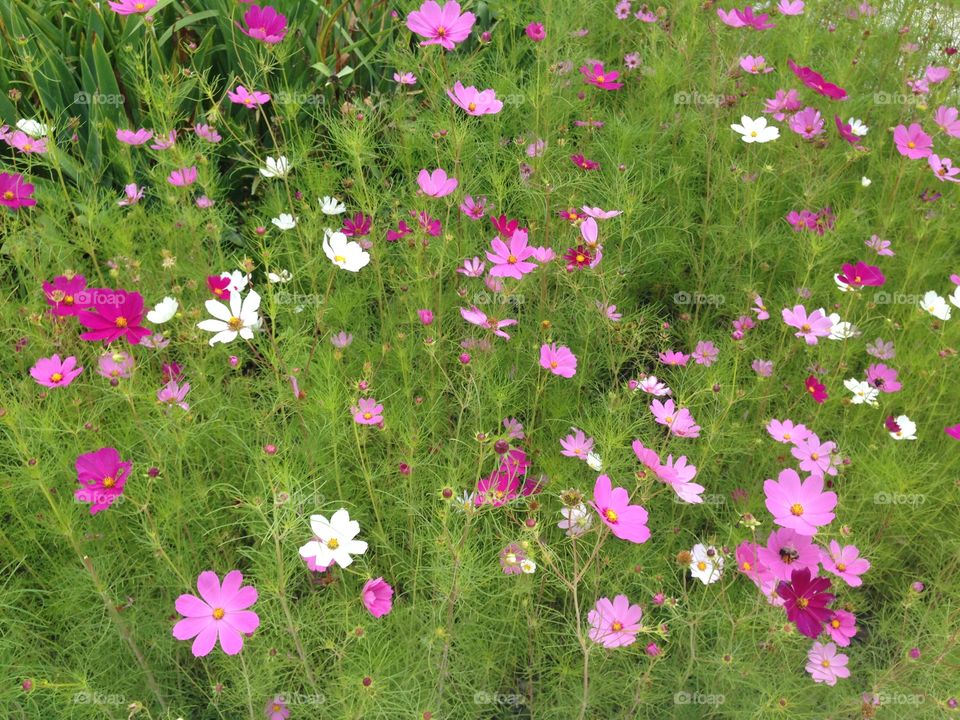 Summer wildflowers