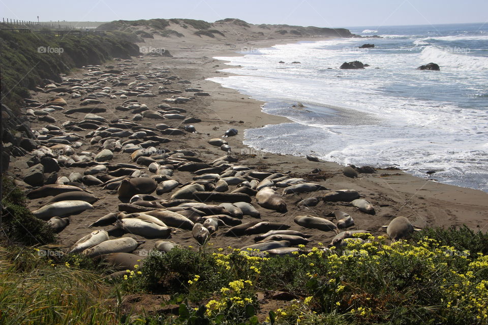 Seals on the Beach