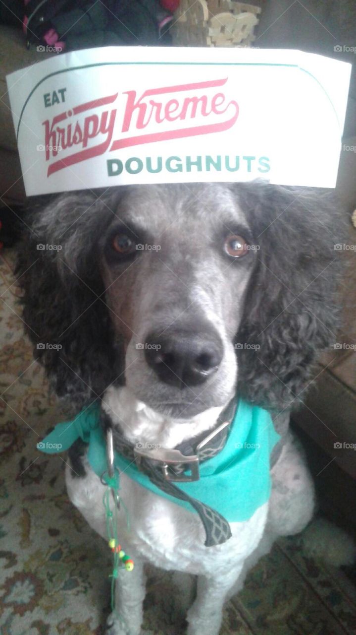 Donut dog 