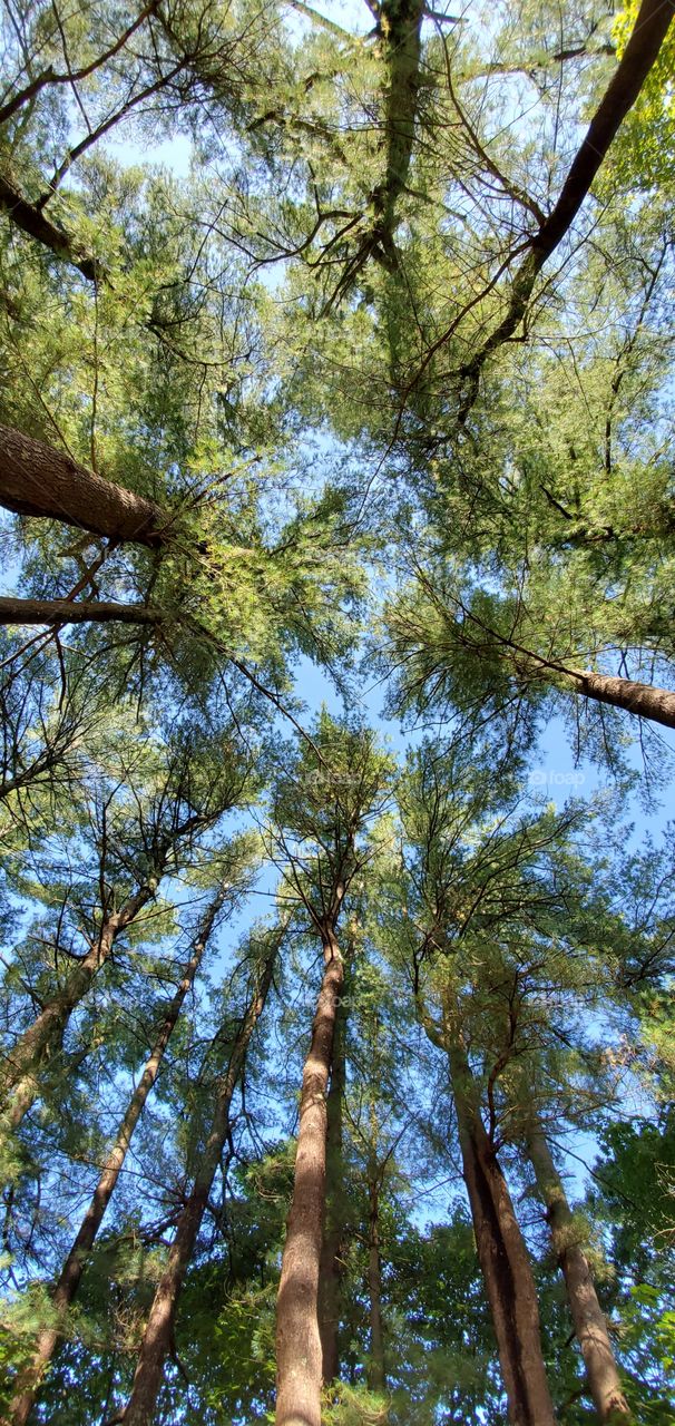 Looking up through trees to the sky in Pine Grove