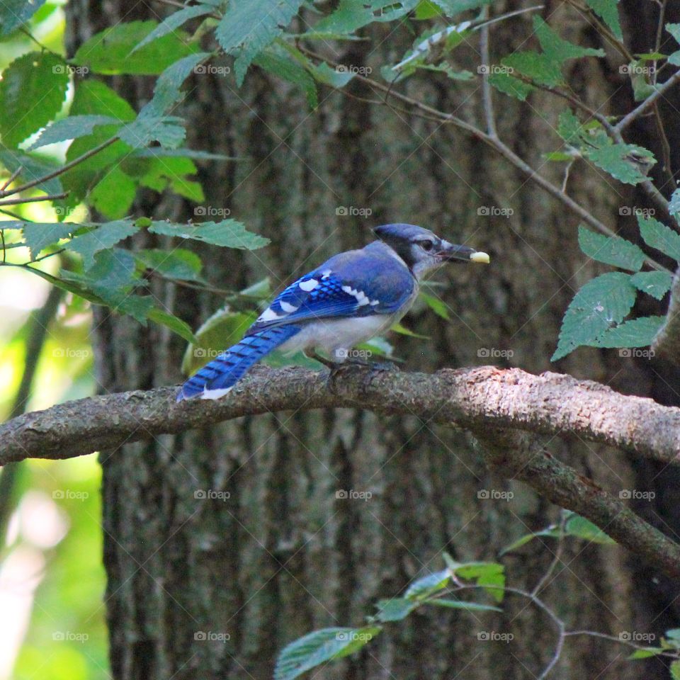 A blue jay munching on some bird seed 