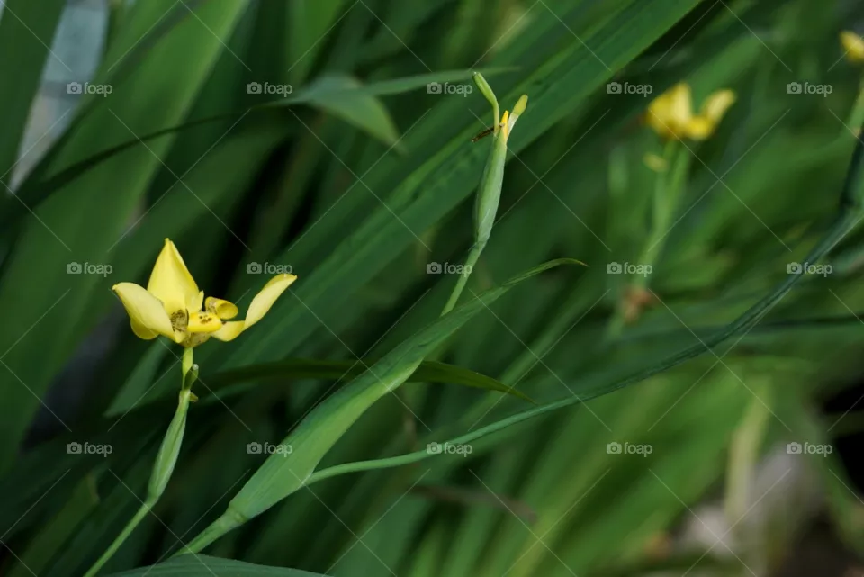yellow and green 2