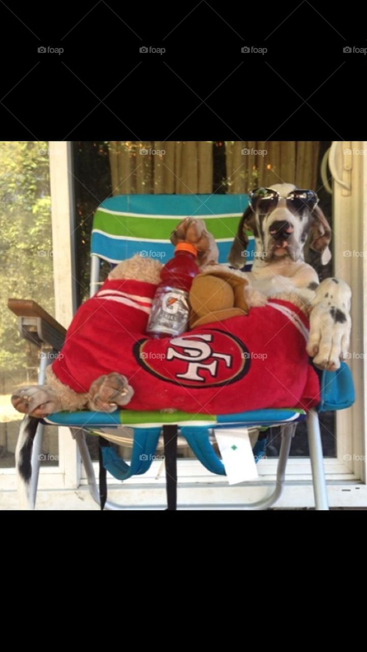 Great Dane 49ers Fan 