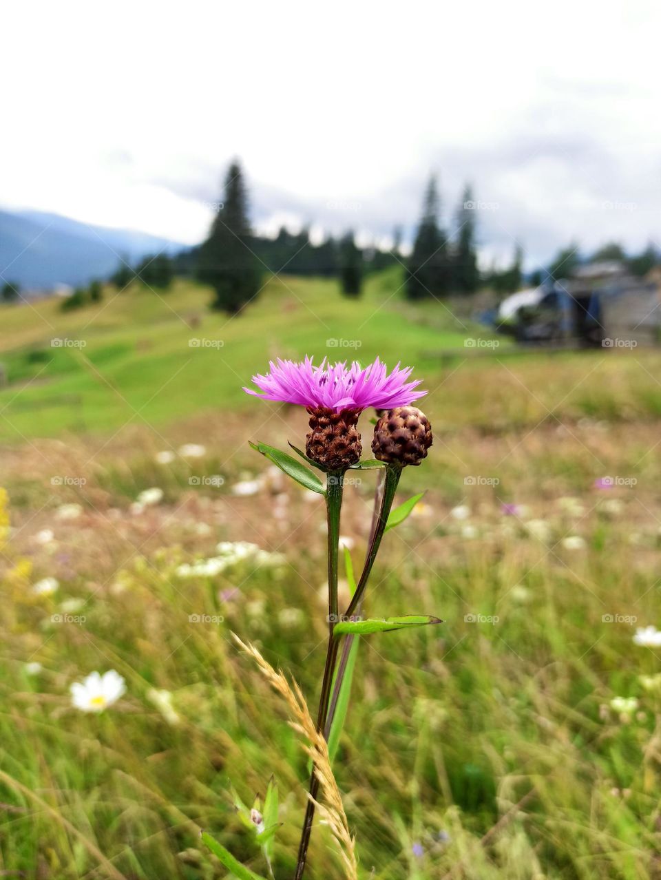 Your favourite travel destination
My beloved Carpathians. Green flower meadows. Cows with bells around their necks. Unforgettable trip across Ukraine. Mountains Dragobrat. Magnificent nature.