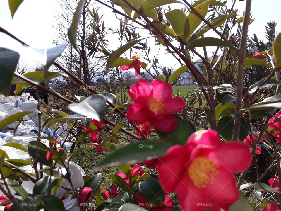 red flowers in my garden