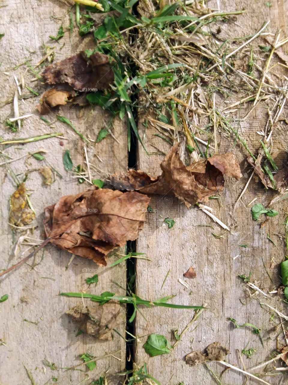 dead leaves on a board