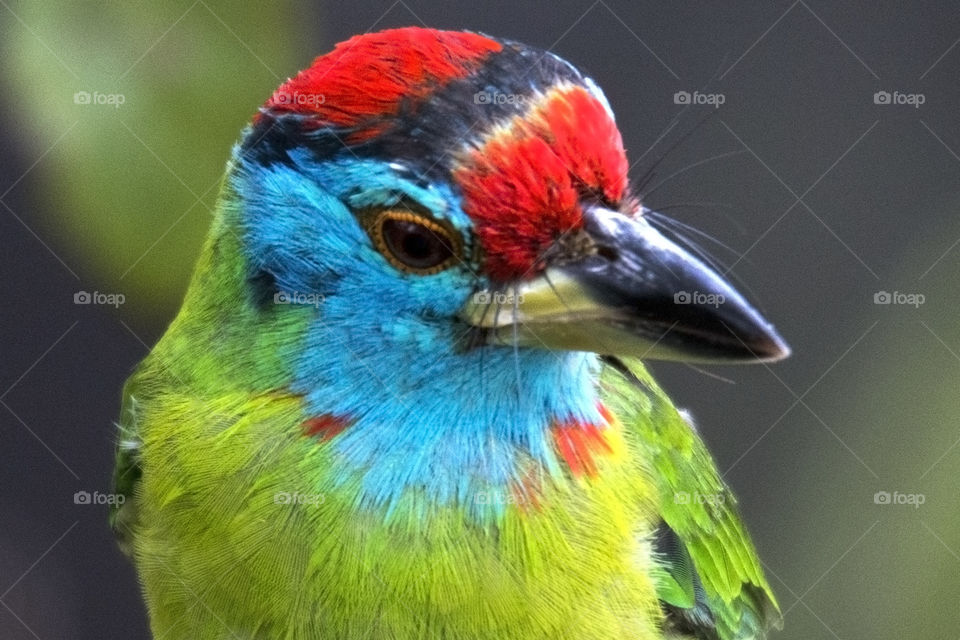 Blue Throated Barbet