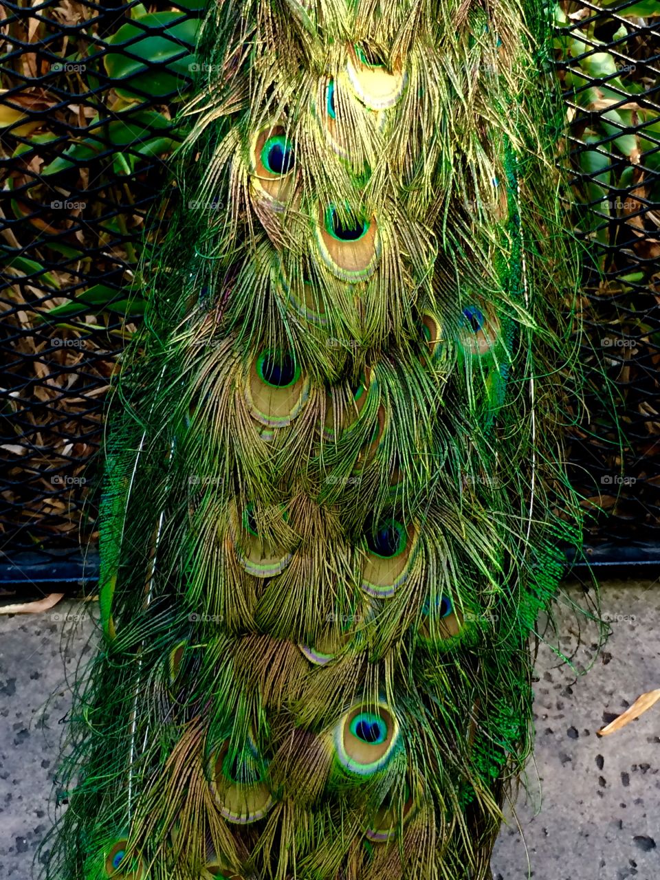 Peacock tail