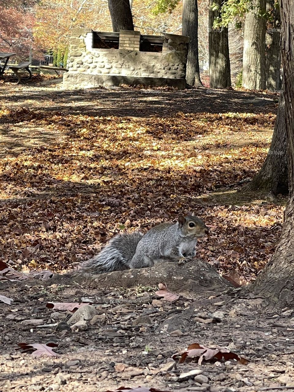 Squirrel 🐿️