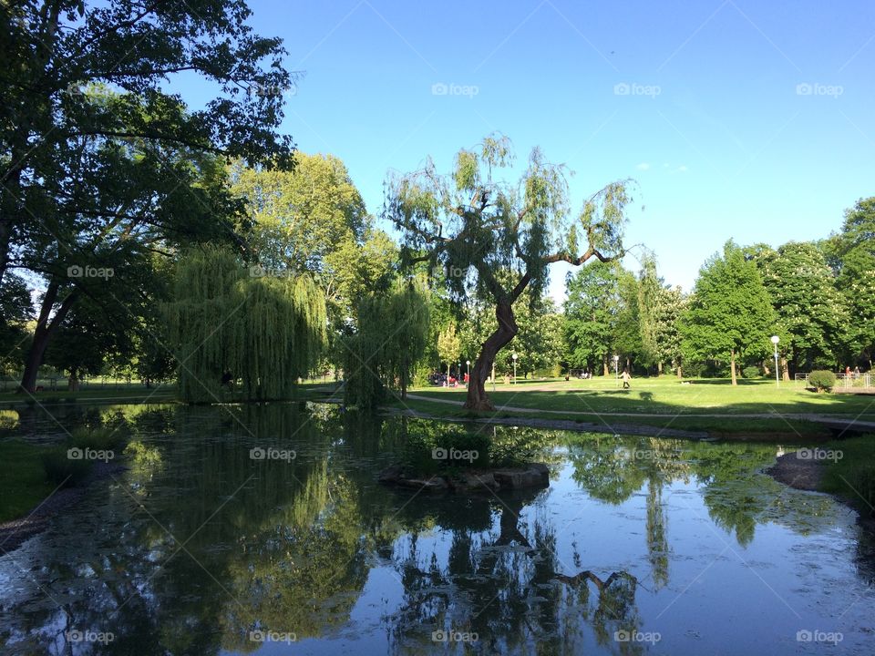 Landscape in park 