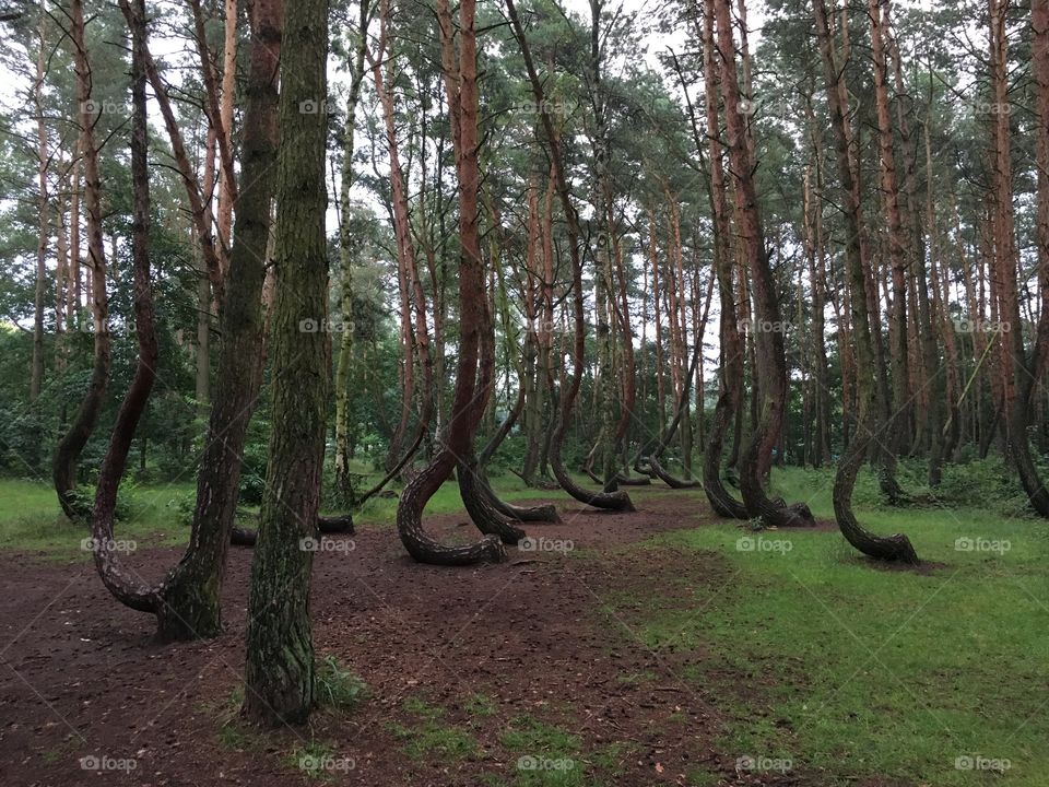 Nowe Czarnowo - Crooked trees - Poland