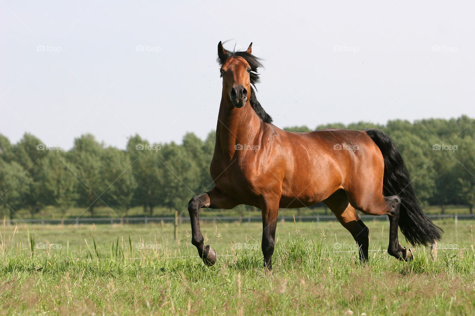 Horse running on grassy field