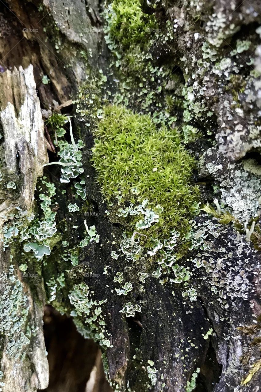 Moss and Mushroom 