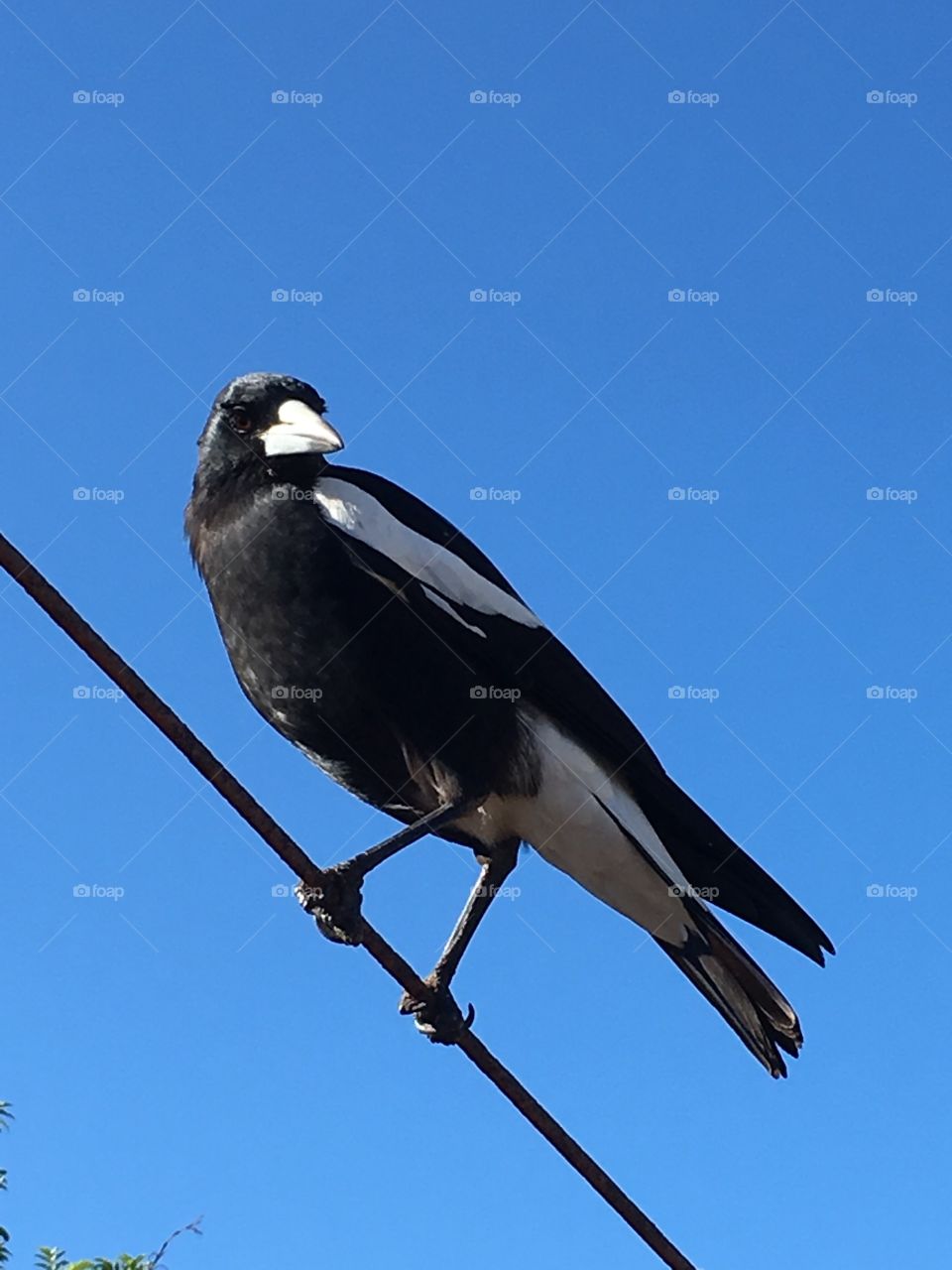 Closeup large wild magpie bird perched standing on a wire on a clear vivid blue day