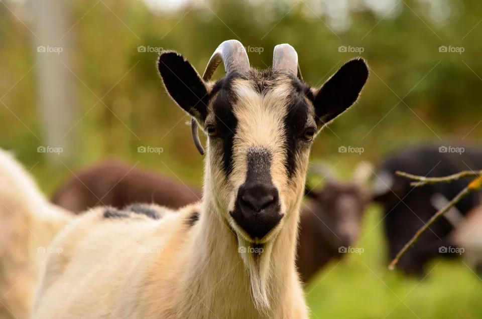 goat