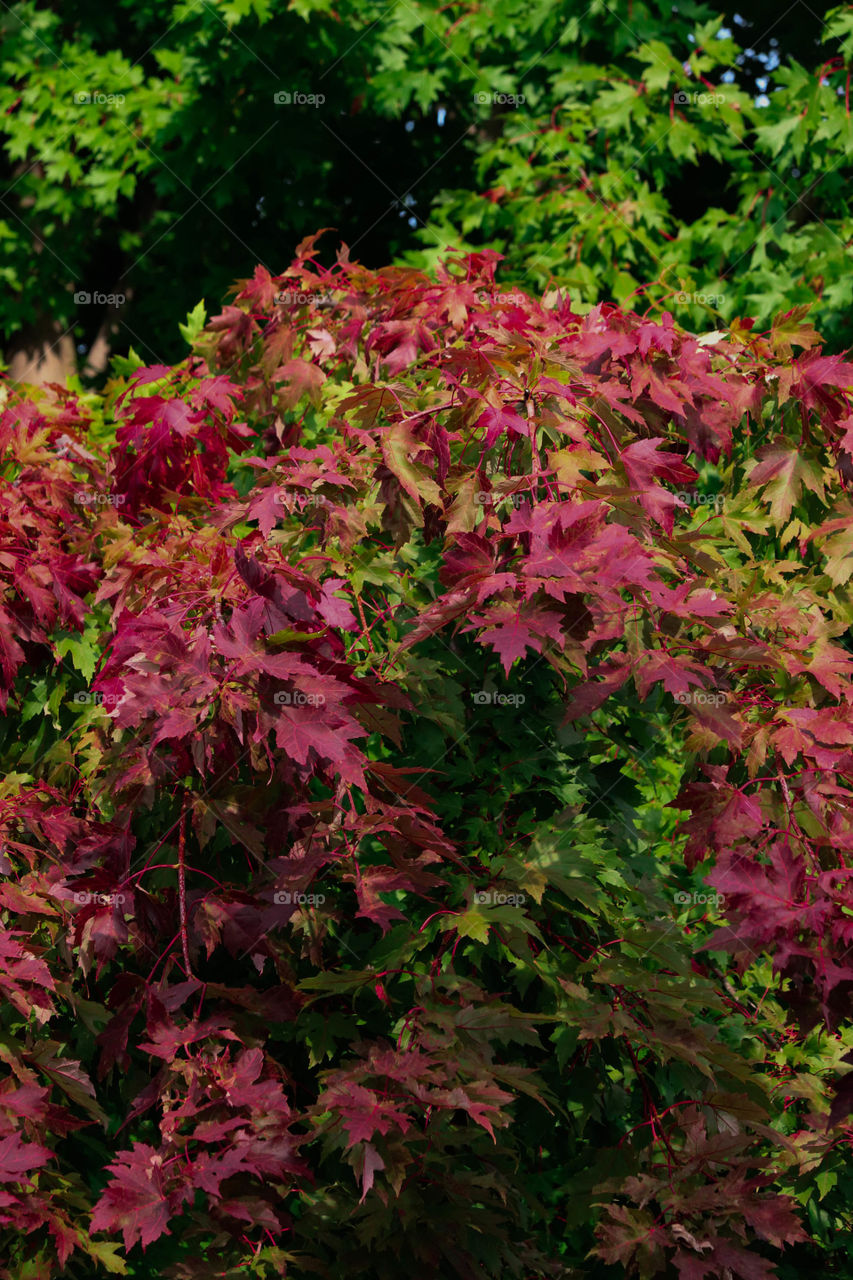 beautiful red and green leaves