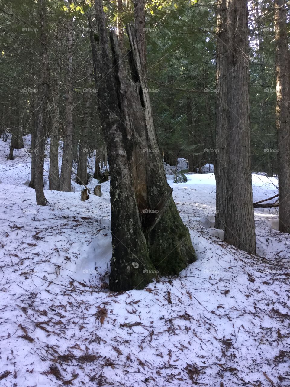 Snow, Winter, Tree, Wood, Landscape