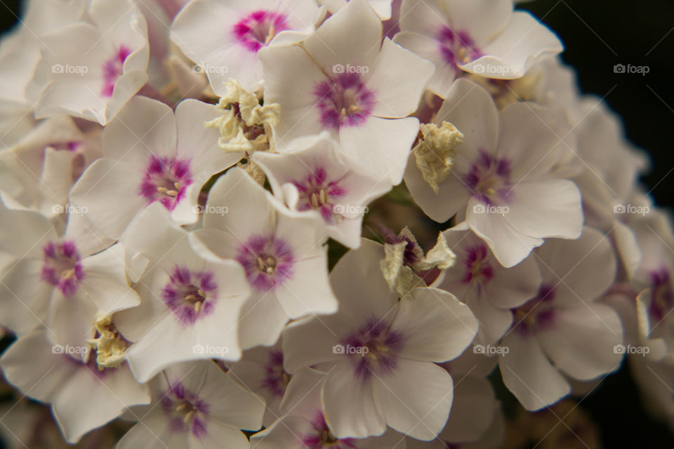 Flower, Nature, Flora, Floral, Leaf