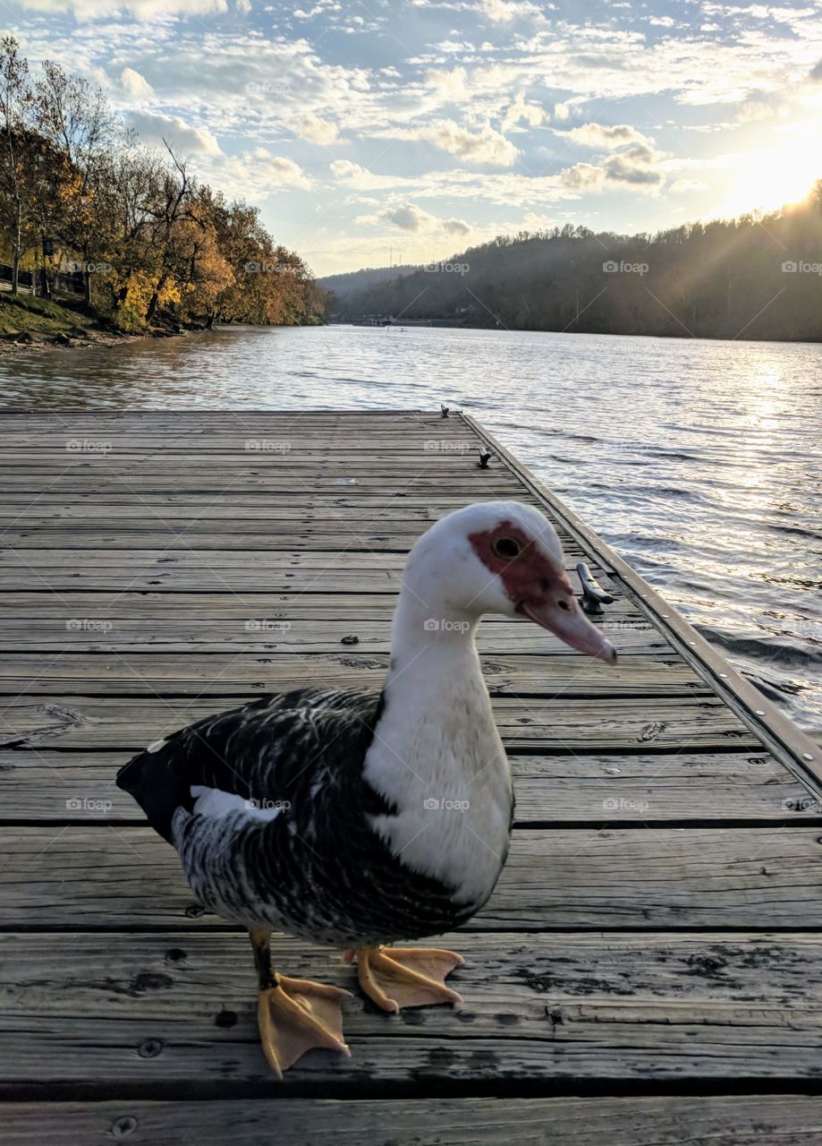 duck by the river on a beautiful fall day