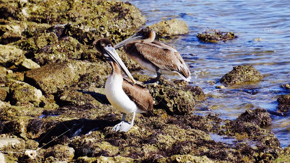 Galveston brown pelican setting on the rocks near the water