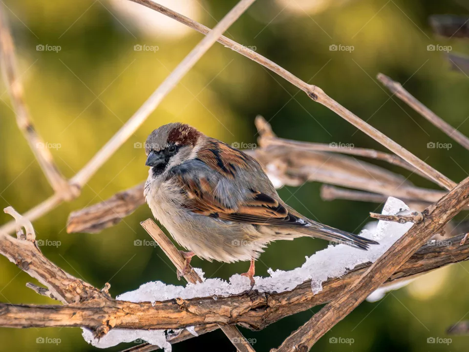 Bird
