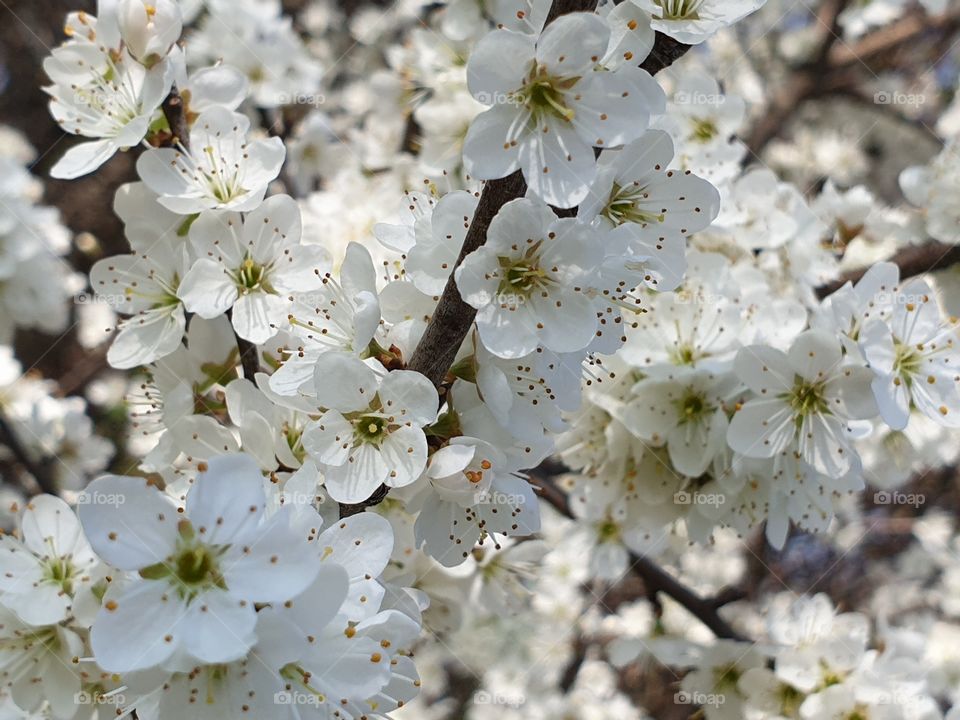 Flowering branches of trees