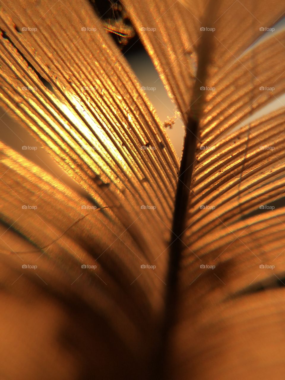 Close up of a flying feather 