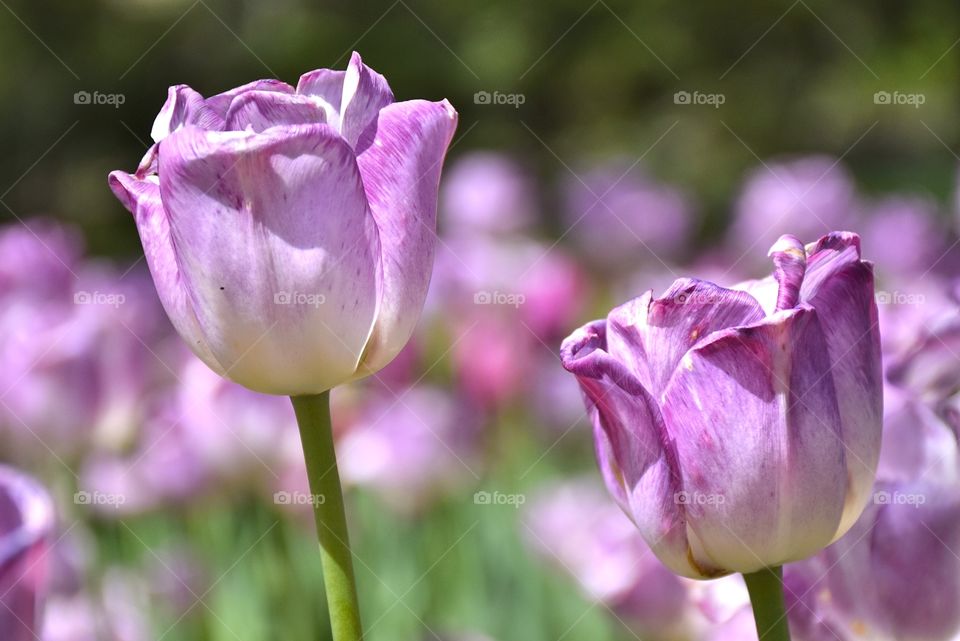 Tulips beautiful tulips